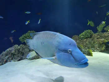 メガネモチノウオというらしい